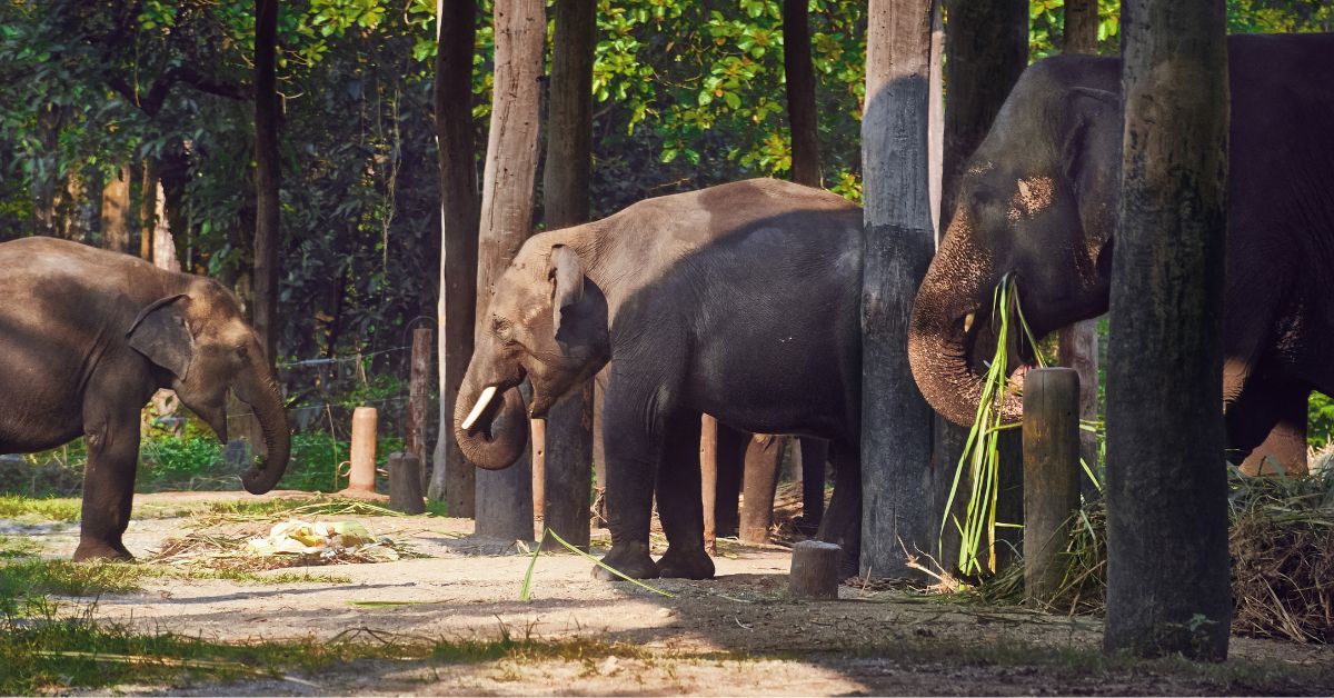 Elephant shelter at Dhupjhora Elephant camp in Gorumara National Park, Dooars
