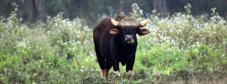 Jaldapara National Park